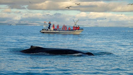 Visite premium d’observation des baleines et des macareux à Reykjavík